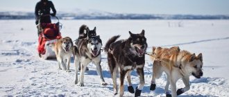 https://pixabay.com/ru/photos/dogs-sleigh-team-skiing-891952/